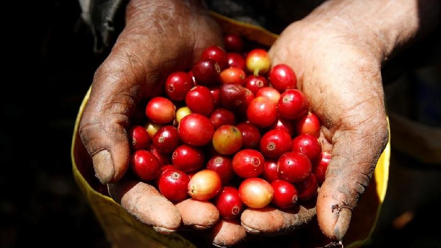 Kopi Lahir